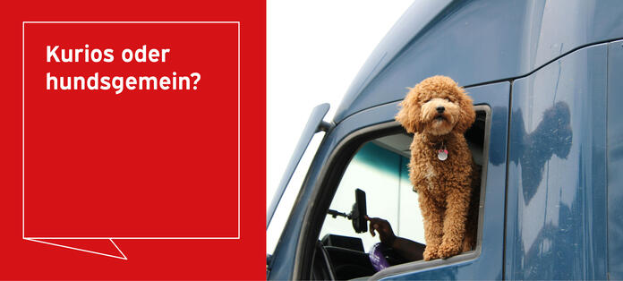 Hund schaut aus dem Autofenster